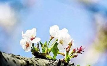 谷雨和雨水不是同一个节气